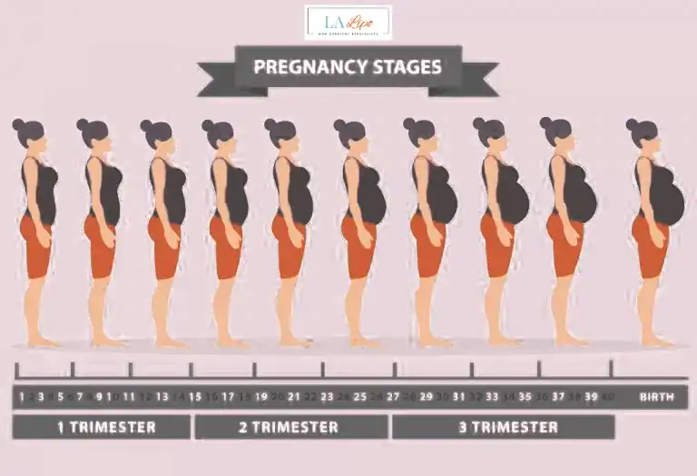 First Trimester (Weeks 1–12): Early Changes You Might Not Notice Solihull Lodge